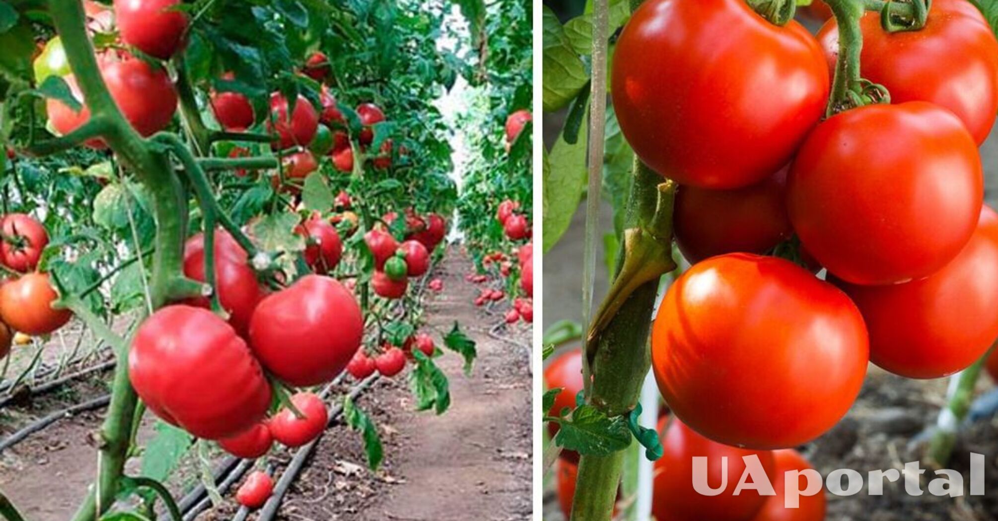 Як підживлювати помідори, щоб вони виросли великими