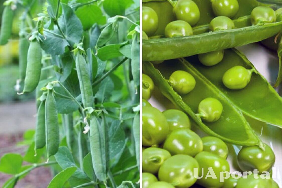 When to sow green peas in April to get a big harvest