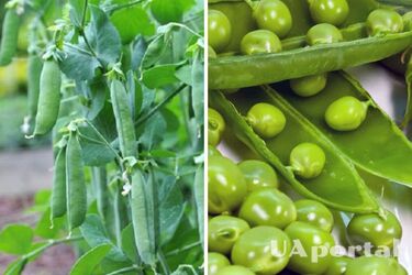 When to sow green peas in open ground in the spring