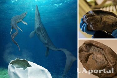 Scientists have revealed the secret of a giant egg that is 66 million years old (photo)