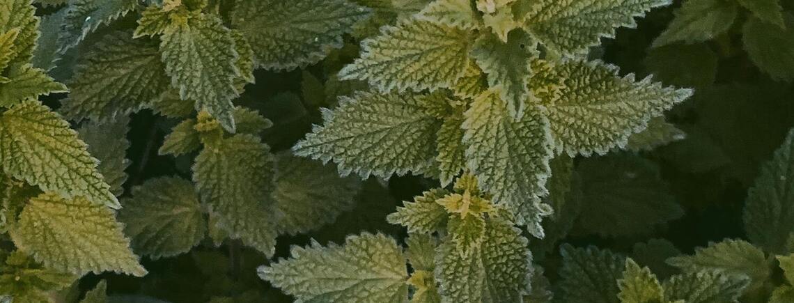 Do czego możesz potrzebować pokrzywy: jak wykorzystać ją w gospodarstwie domowym