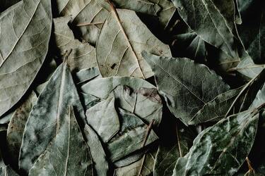 Mystical facts about the bay leaf