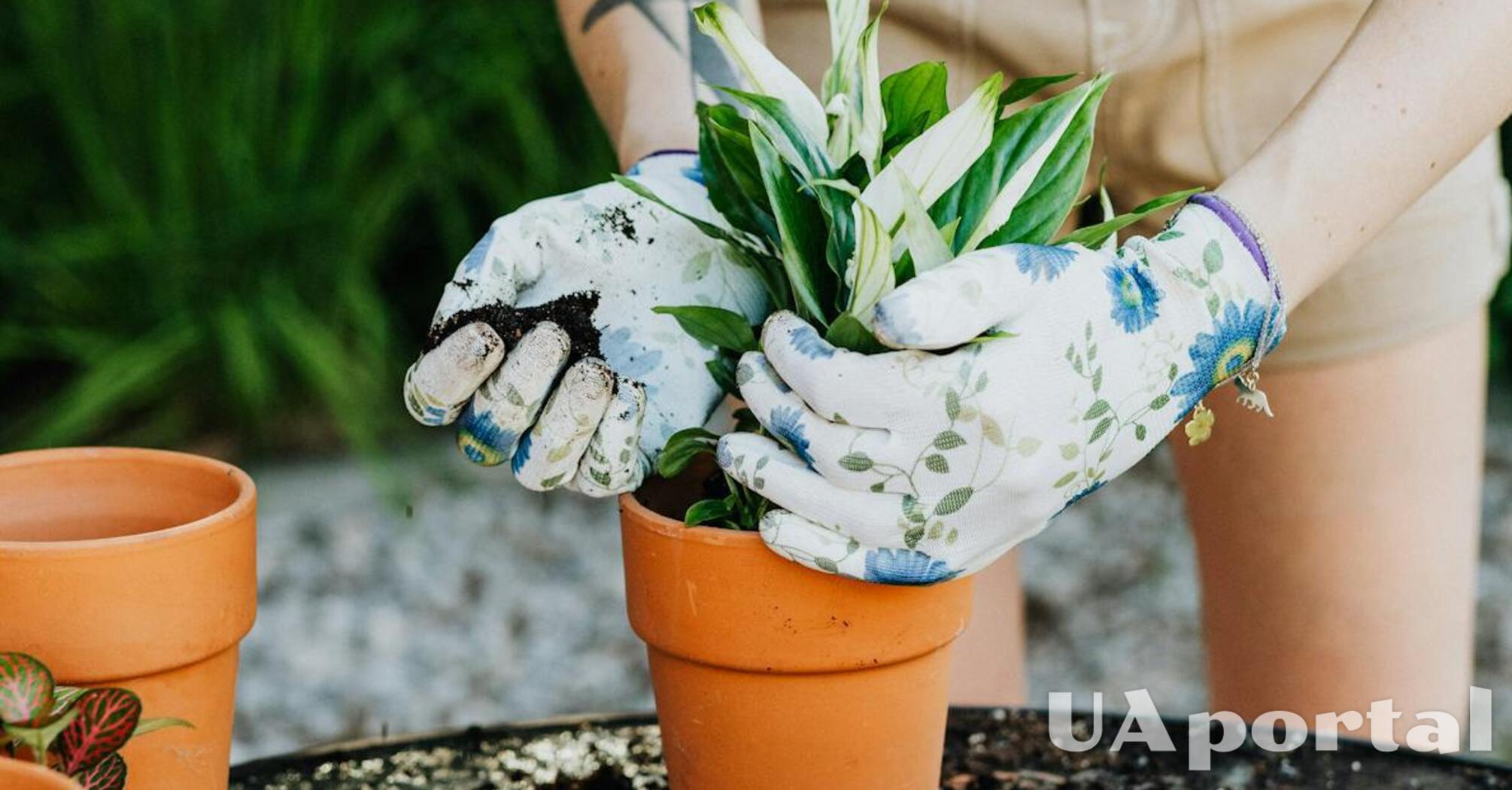 Чому не можна працювати на городі та в саду без рукавиць: експерти попередили про небезпеку
