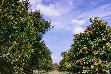 Не сумісні рослини сусіди в саду