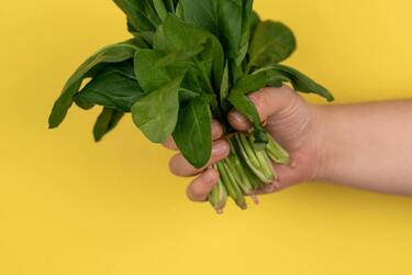 Tips for planting sorrel