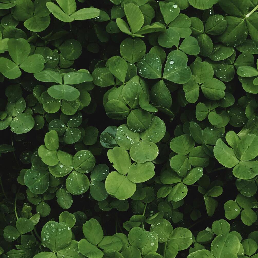 Конюшина як сидерат: переваги та недоліки у землеробстві