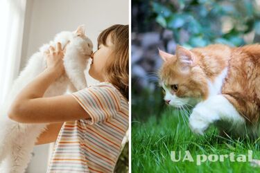 Is your cat over 10 years old? How to care for an aging cat