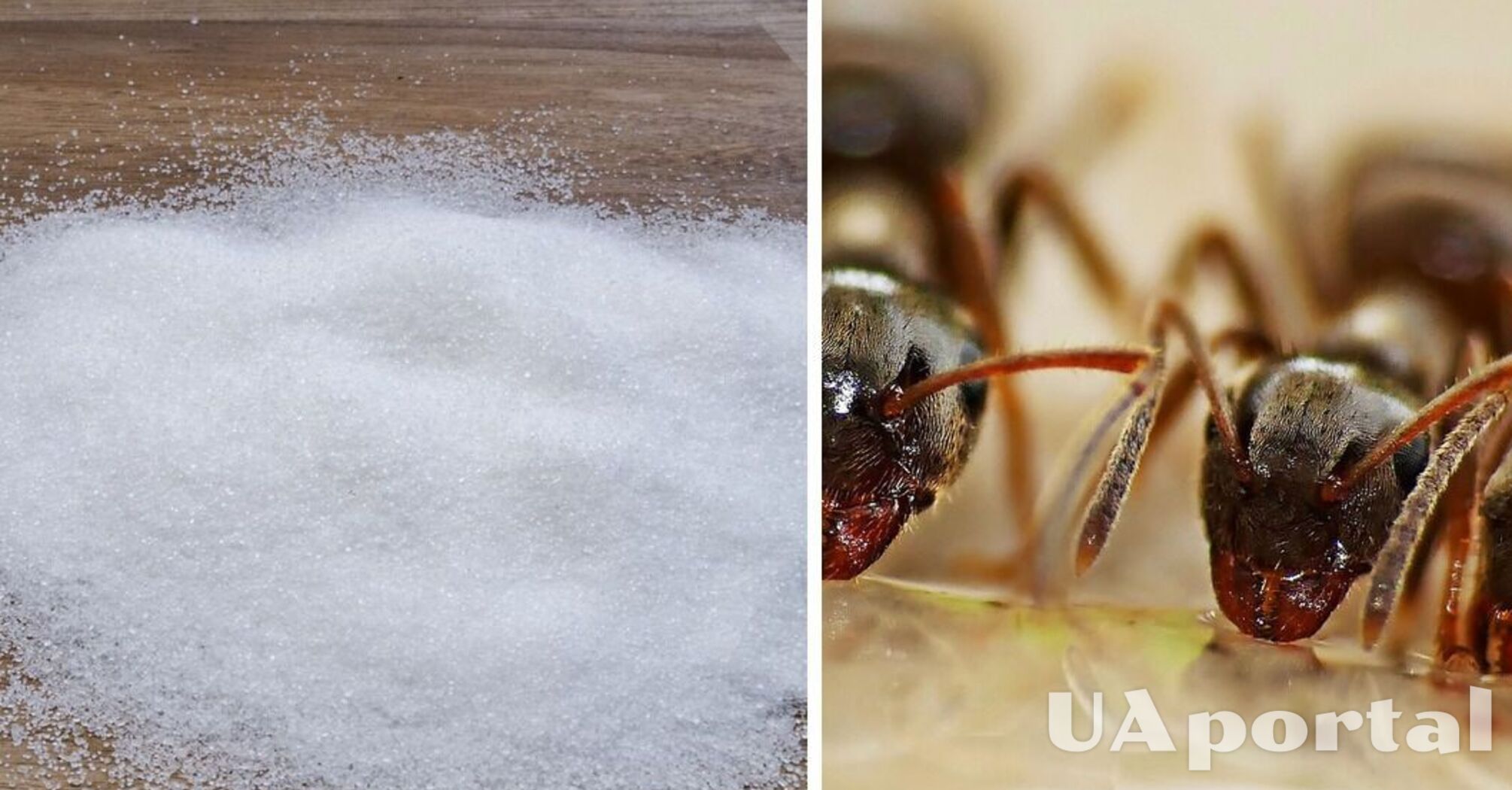 Експерти пояснили, як легко позбутися мурах вдома без агресивної хімії
