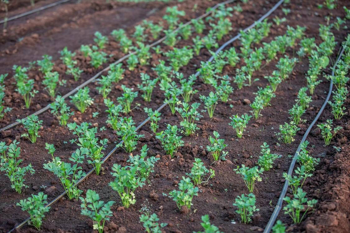 Советы для успешного посева моркови в мае: соберете богатый урожай