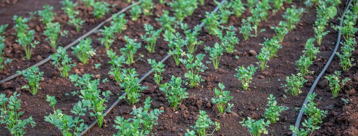Поради для успішного посіву моркви у травні: зберіть багатий урожай