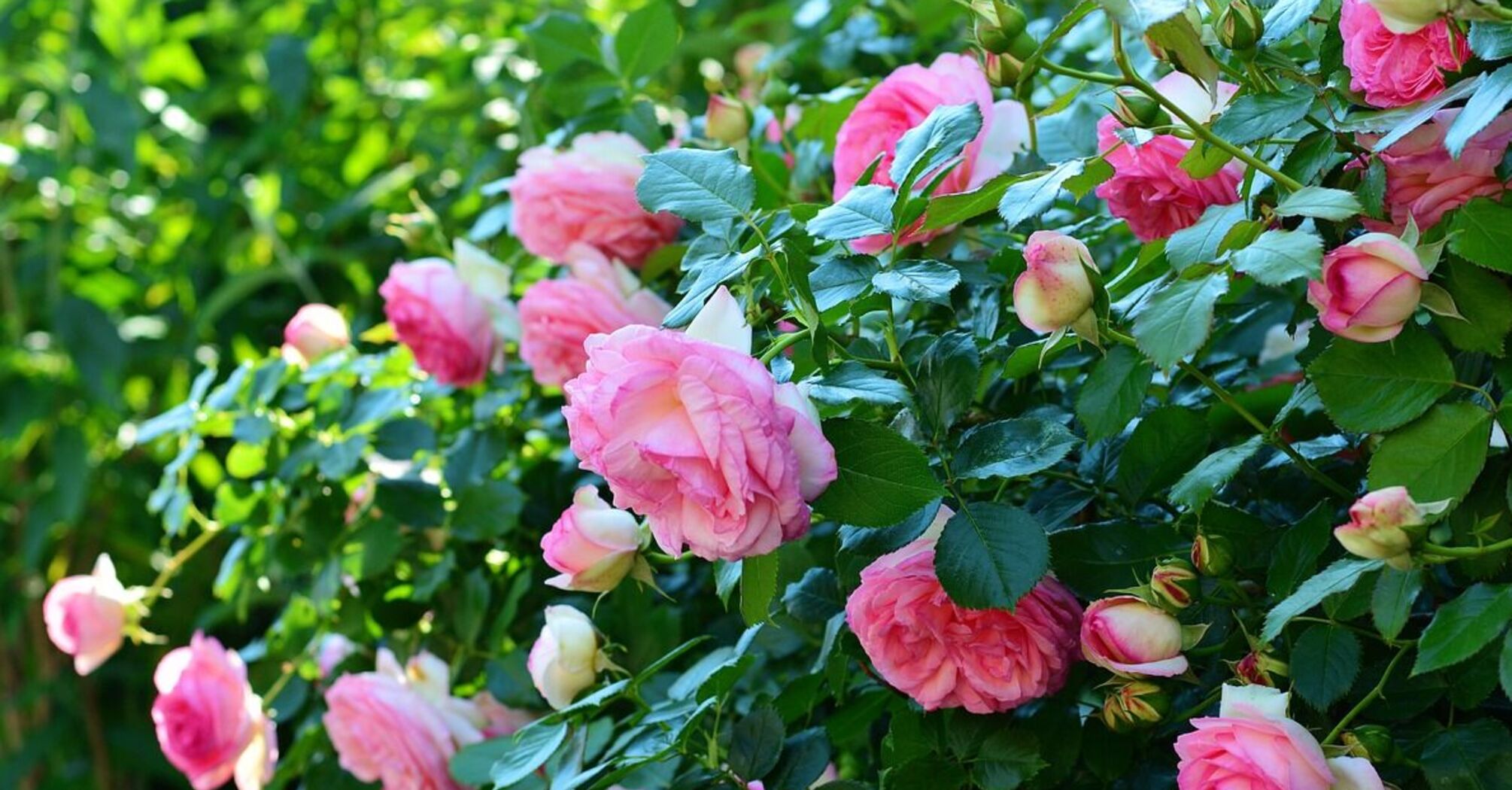 Квітневий догляд: як захистити троянди від попелиці та стимулювати їх ріст