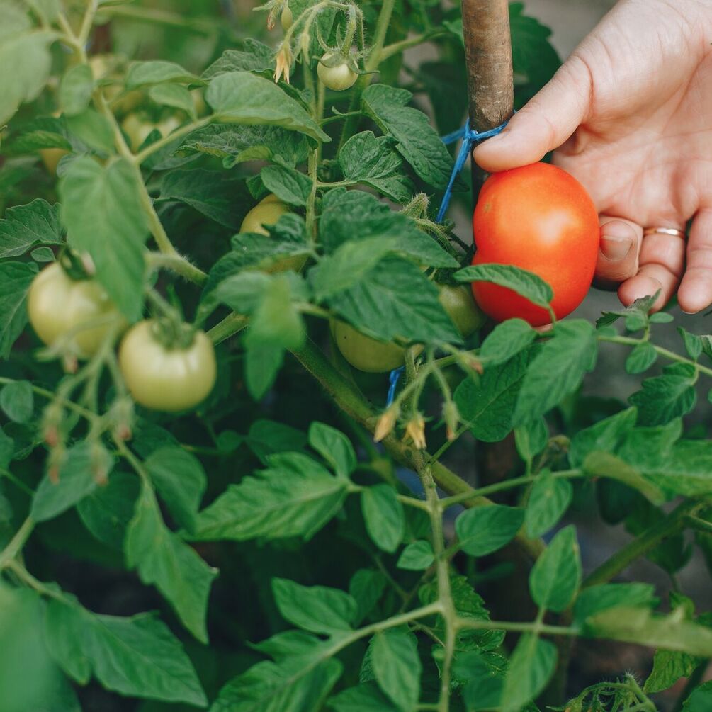 Як захистити помідори від фітофтори та отримати гарний врожай