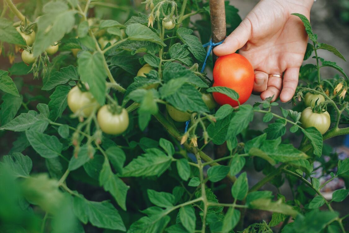Як захистити помідори від фітофтори та отримати гарний врожай