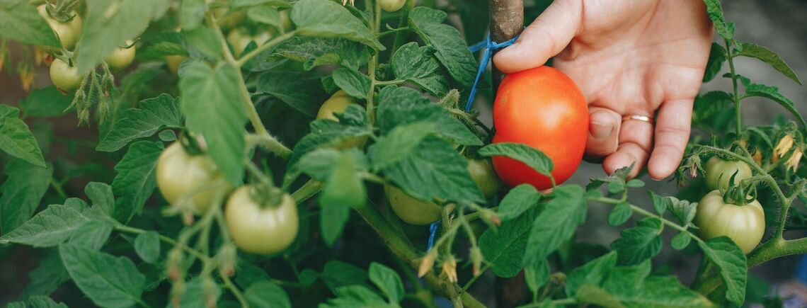 Как защитить помидоры от фитофторы и получить хороший урожай
