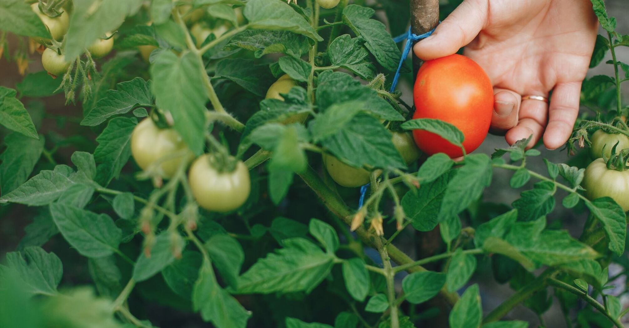 Как защитить помидоры от фитофторы и получить хороший урожай