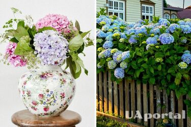 Белые, красные, синие и розовые: как изменить цвет гортензий в саду