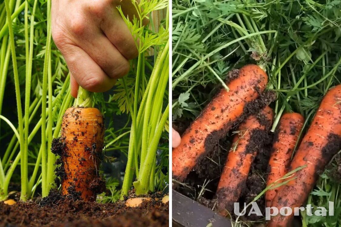 Jak karmić łóżka marchwi, aby uzyskać bogate zbiory