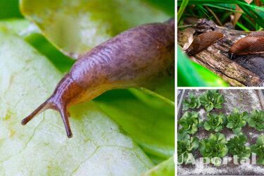 Замісіть тісто з цим препаратом: слимаки будуть триматися від ваших рослин подалі