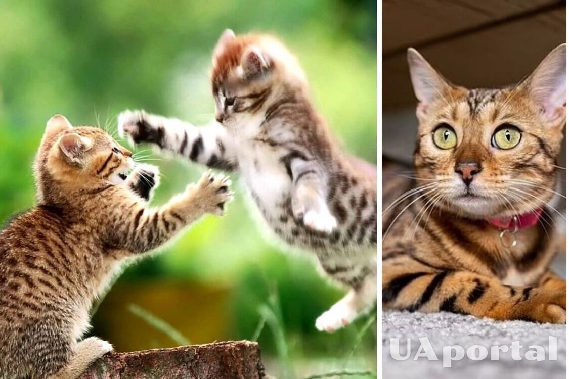 They won't let you get bored: the 10 most playful cat breeds are named