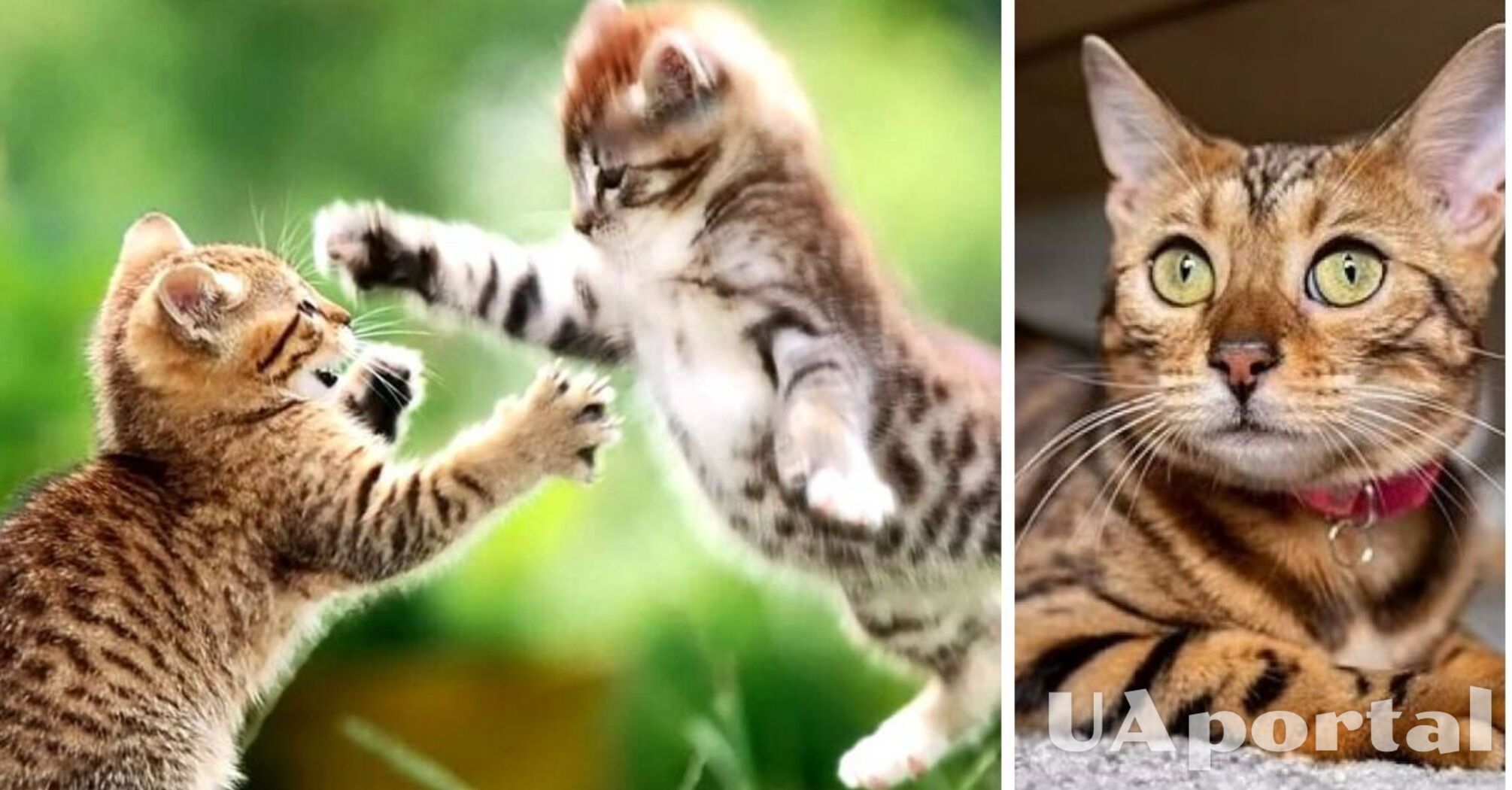 They won't let you get bored: the 10 most playful cat breeds are named