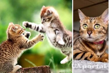 Какие породы кошек больше всего любят играть