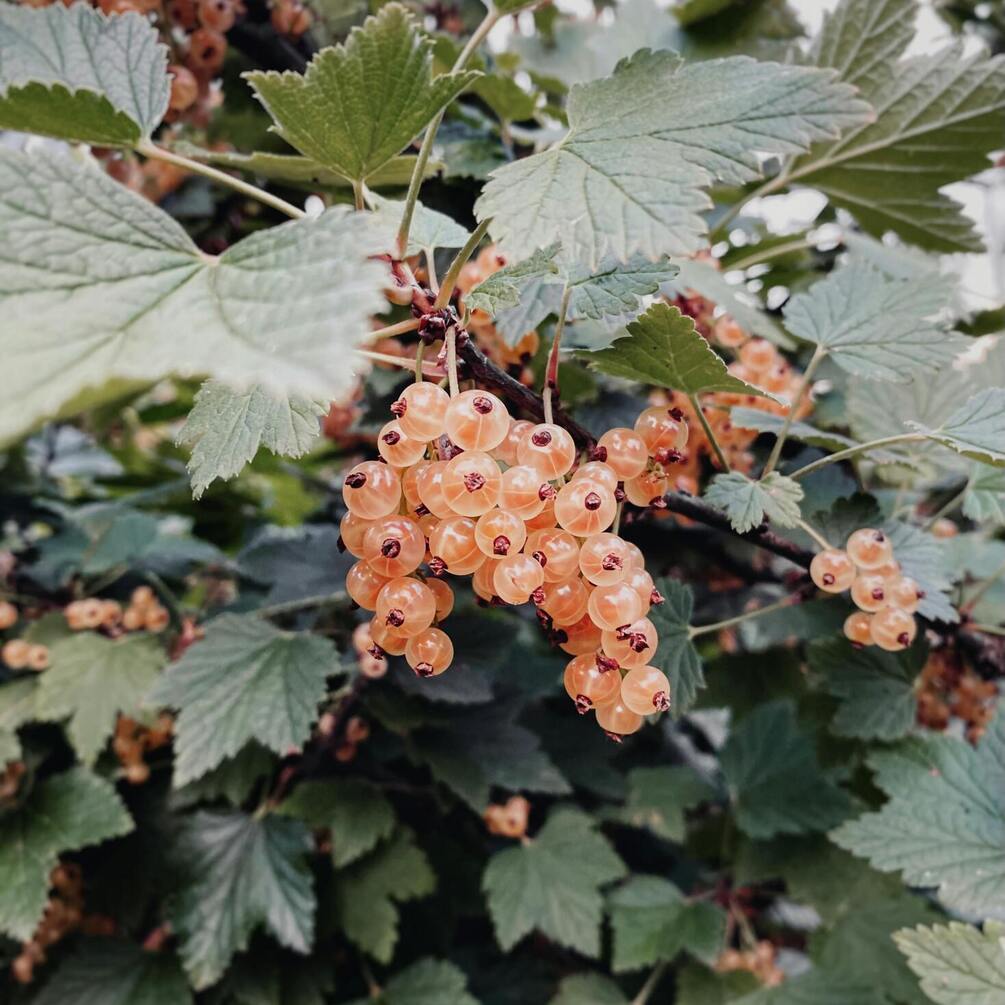 Jak zwiększyć zbiory porzeczek: wskazówki od ogrodników