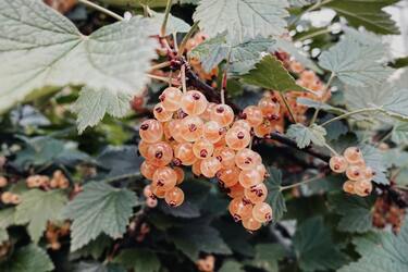 Смородина гарно вродить – смородина