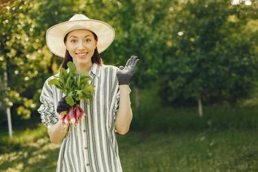 Radish - planting and care