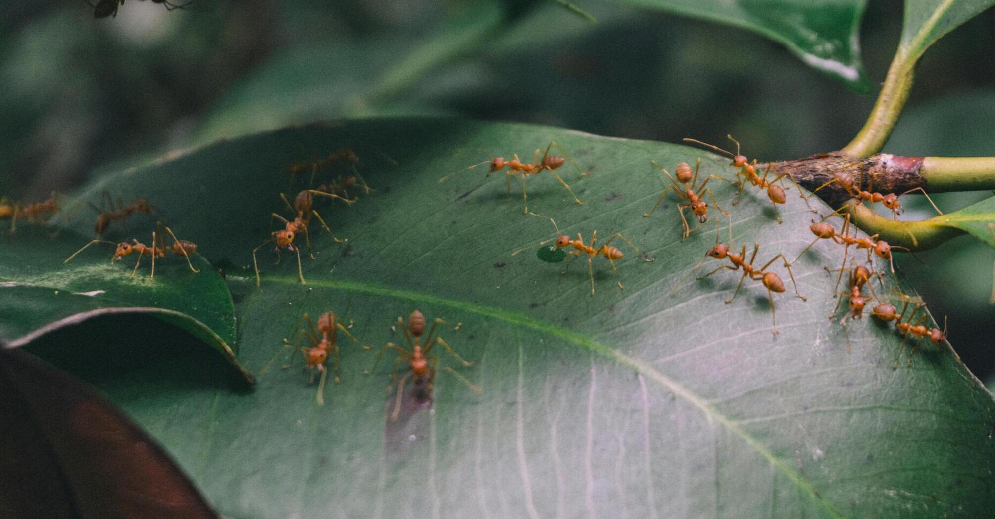 Народные методы в борьбе с муравьями