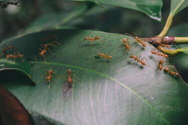 Folk methods in the fight against ants