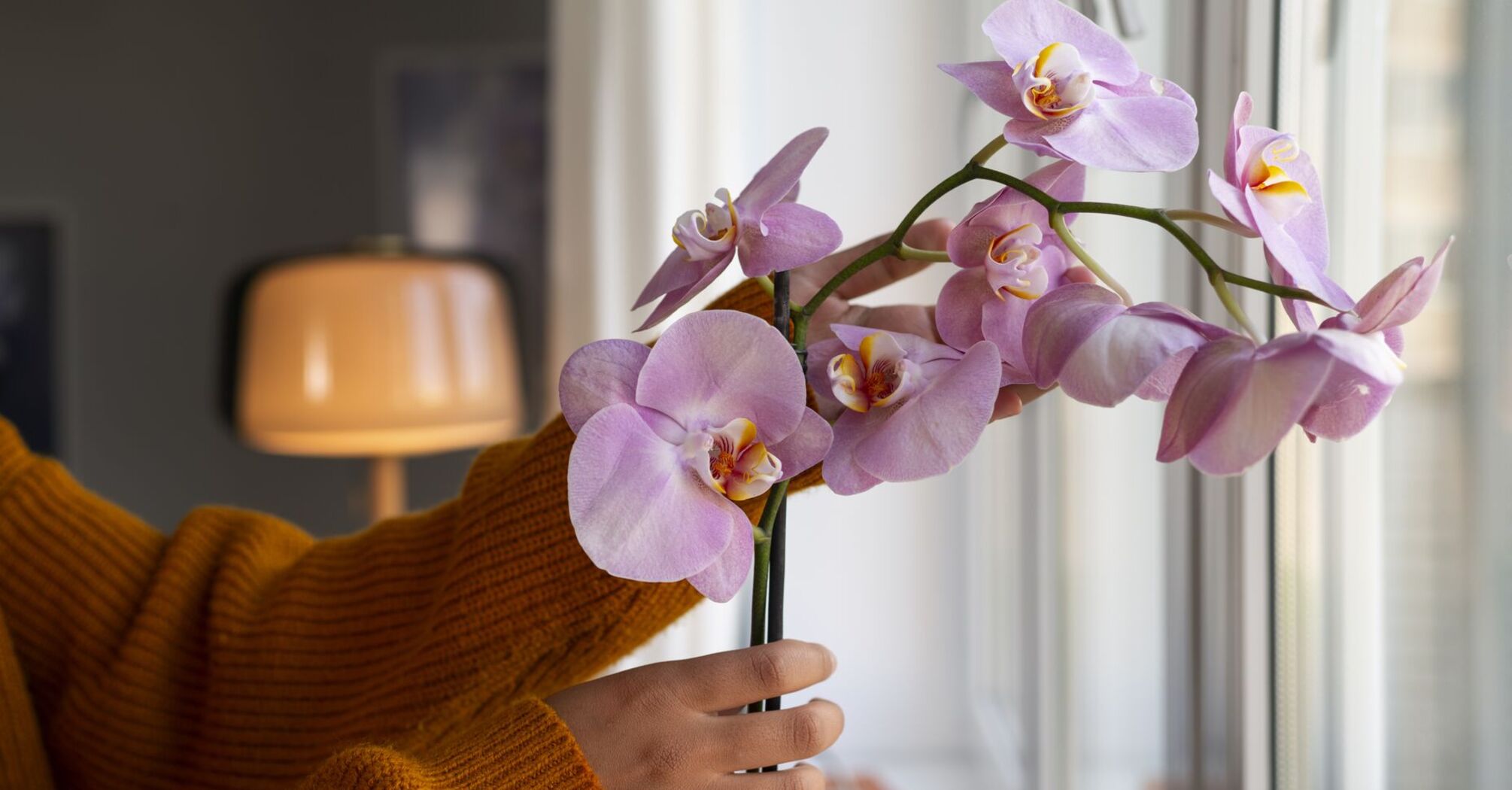 Як досягти рясного цвітіння орхідей: поради експертів