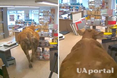 'Прийшла підібрати кольори для педикюру': у Німеччині корова стала клієнтом магазину фарб (фото та відео)