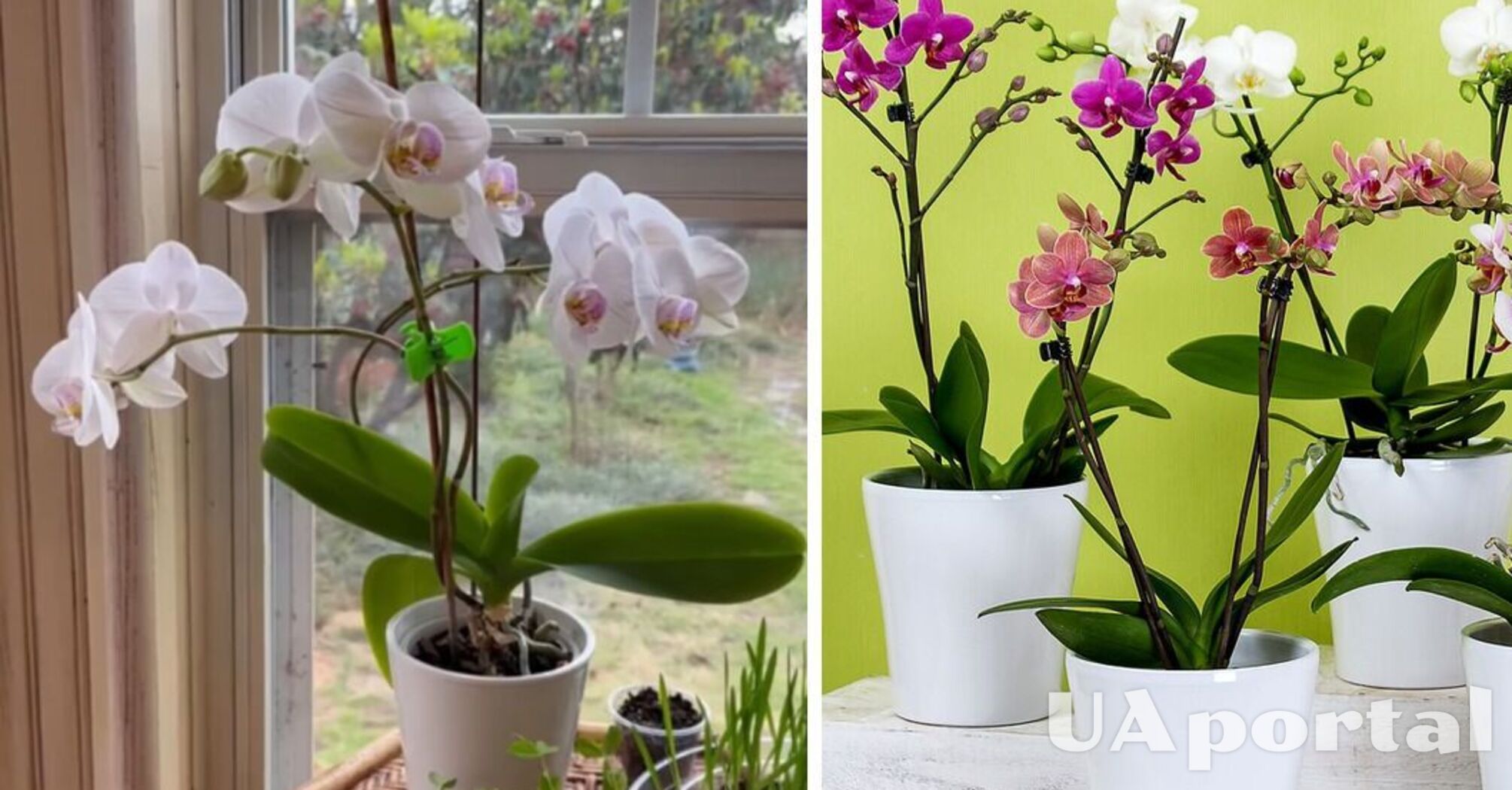 Три совета по уходу помогут получить огромные цветы орхидеи: что советуют специалисты