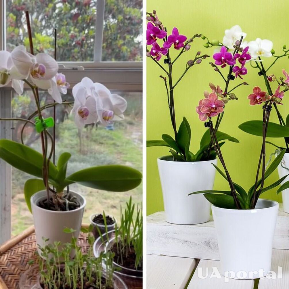 Три поради з догляду допоможуть отримати величезні квіти орхідеї: що радять фахівці