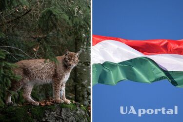 In Hungary, a strange 1,500-year-old burial of a lynx with four dogs was discovered