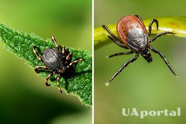 How to protect yourself from ticks: experts gave top-6 useful tips