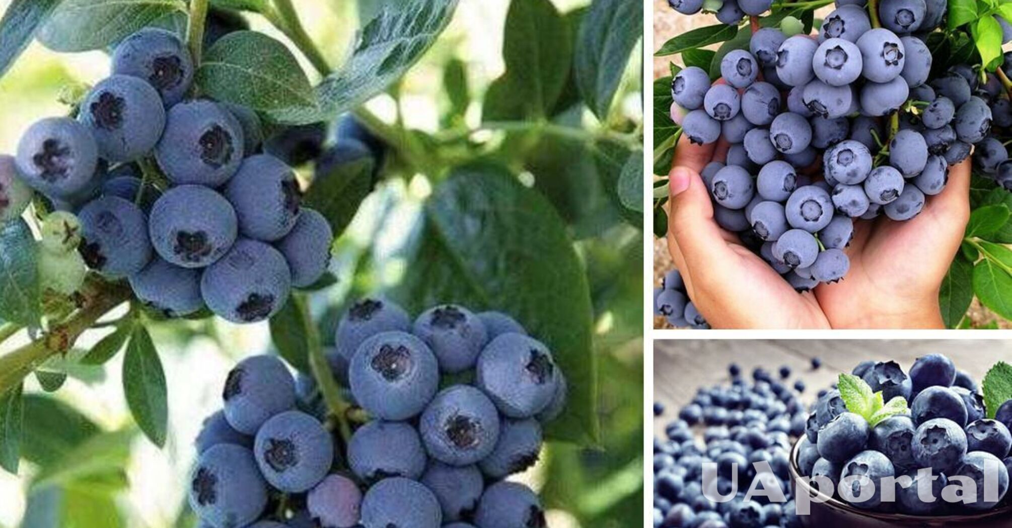 You don't have to buy: how to easily grow blueberries in your garden
