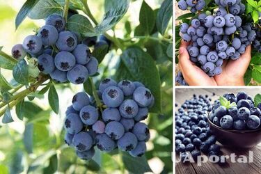 You don't have to buy: how to easily grow blueberries in your garden
