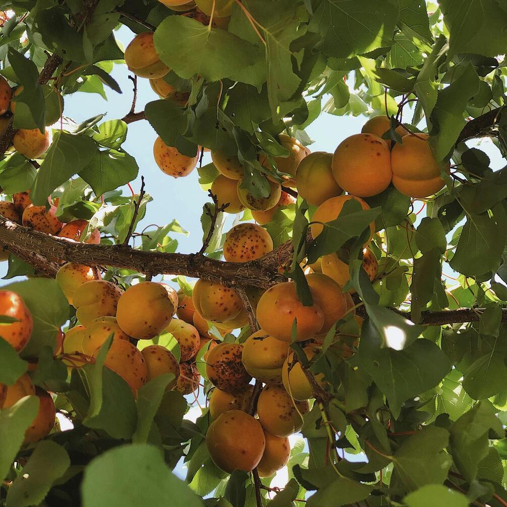 Як правильно доглядати за абрикосовим деревом