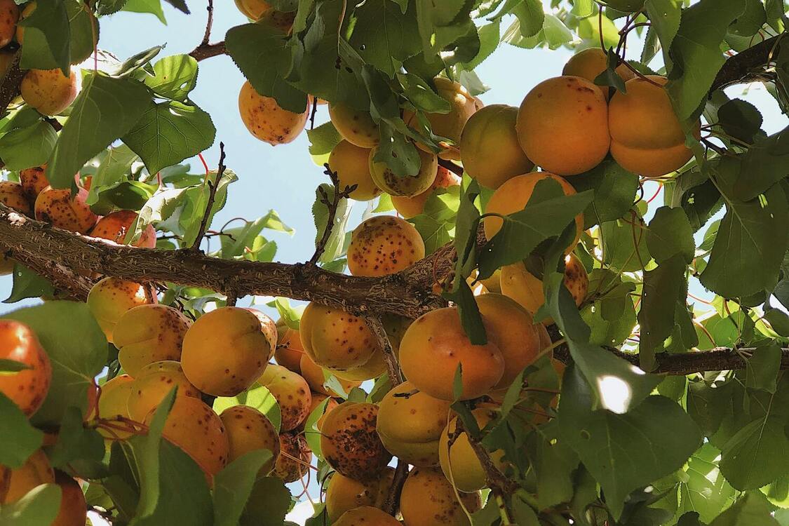 Як правильно доглядати за абрикосовим деревом