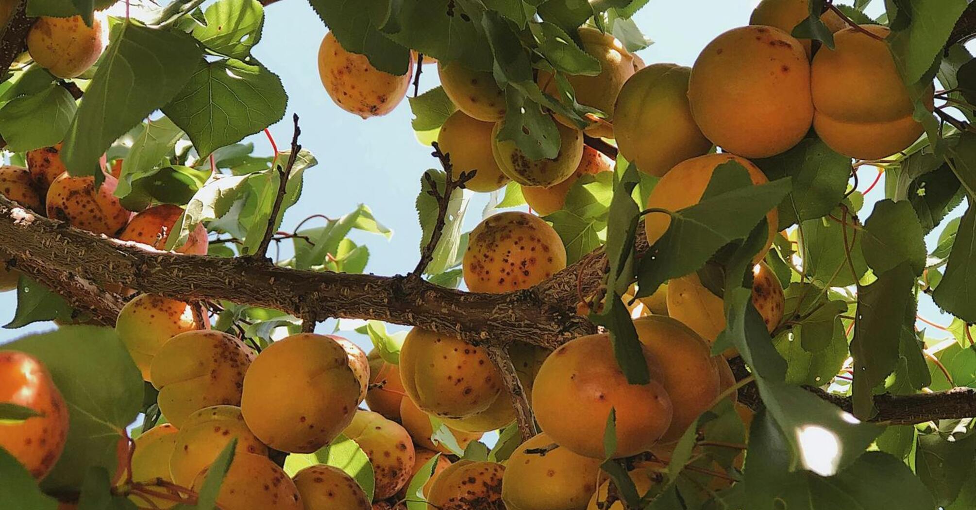 Как правильно ухаживать за абрикосовым деревом