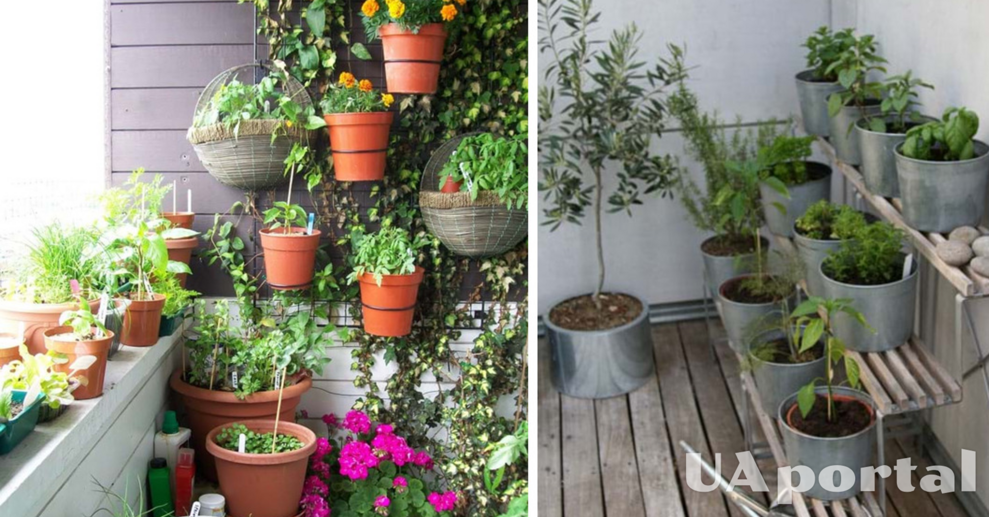 Как создать вертикальный сад на балконе: советы садоводов