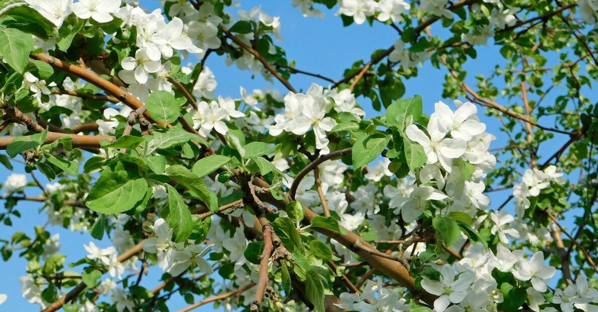 Чем подкормить плодовые деревья весной: опытные садоводы назвали шесть лучших удобрений