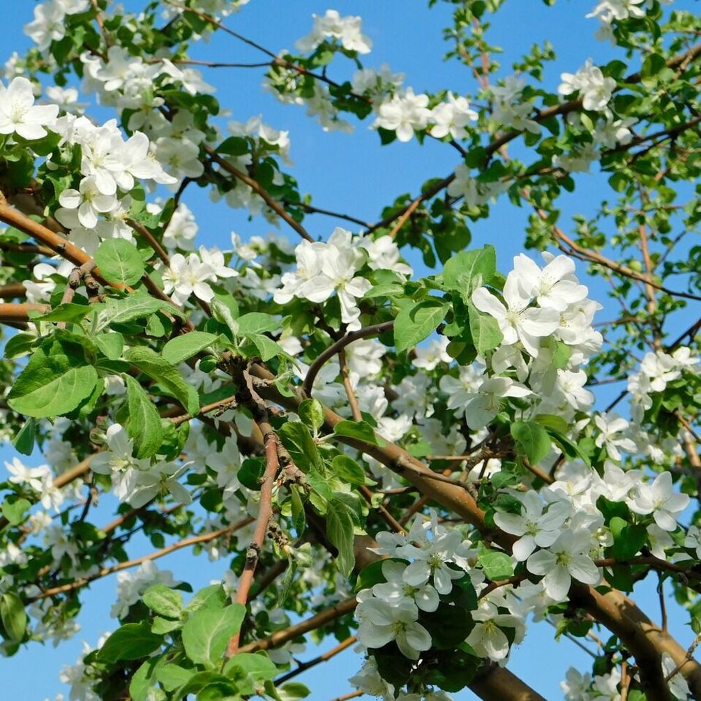 What to feed fruit trees in the spring with: experienced gardeners name six best fertilizers