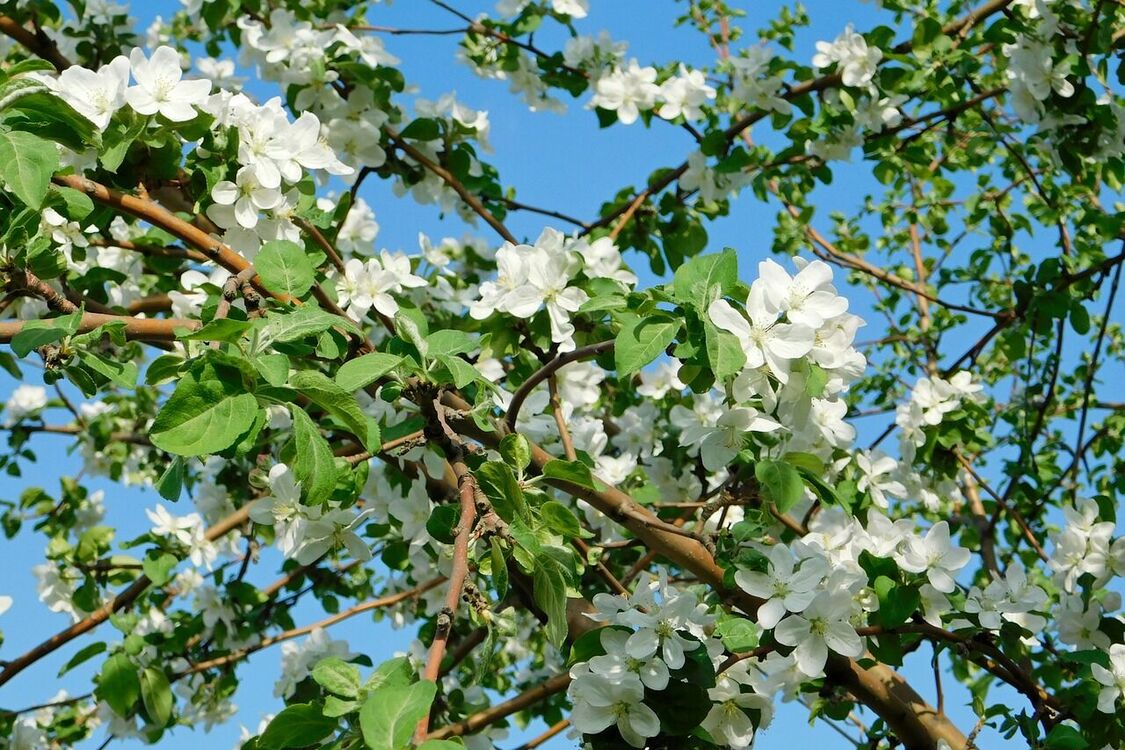 What to feed fruit trees in the spring with: experienced gardeners name six best fertilizers