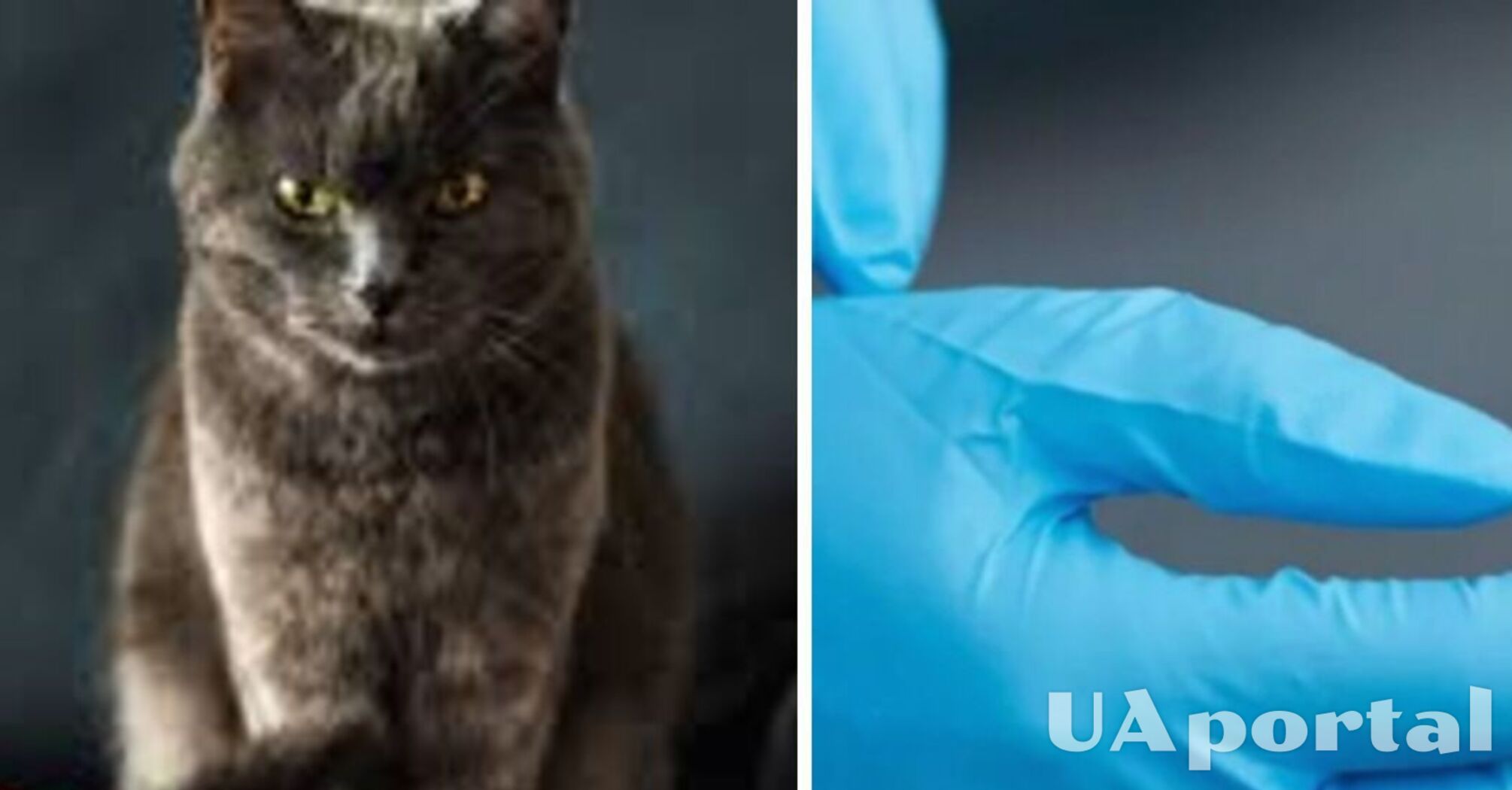 Jak usunąć wełnę z mebli: trik od gospodyń domowych