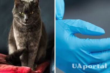 Як прибрати шерсть з меблів: лайфхак від господинь