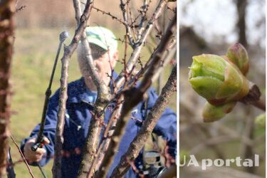 Как правильно защитить плодовые деревья от вредителей и болезней