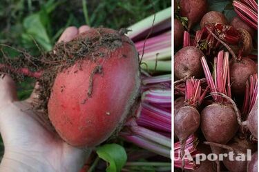 Какой сорт свеклы лучший для выращивания в Украине