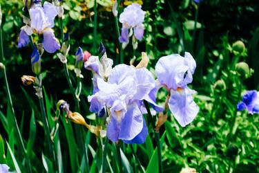 Tips for growing flowers